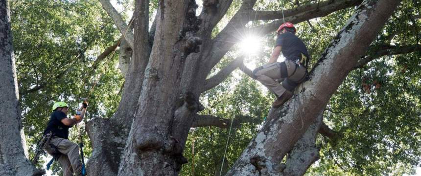 Arborists work on a tree