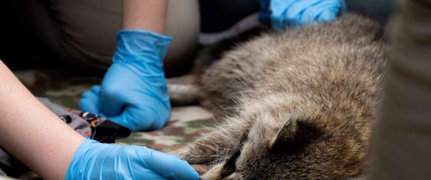 A student measures a raccoon